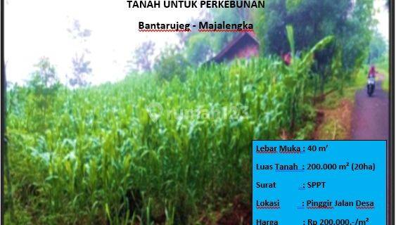 Tanah Untuk Perkebunan 1