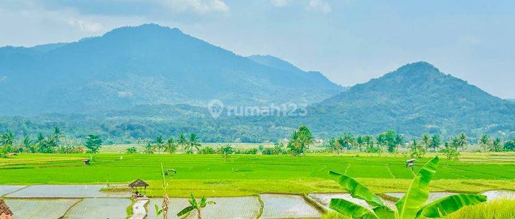 Tanah Sawah Produktif SHM Gratis Perawatan 2 Tahun 1