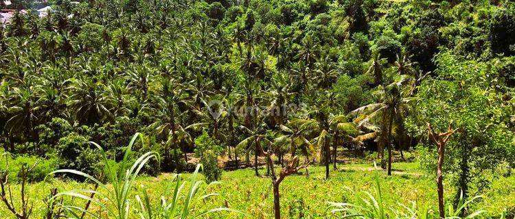 Exclusive Land For Sale North Lombok Gp0181 1