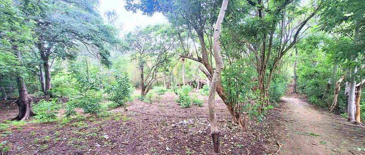 1000 Sqm Freehold Land In Gili Meno Gp0308 1