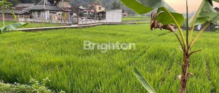 Di  tanah Sawah di Subang 1