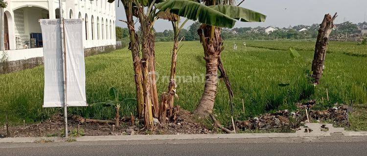 Tanah Sawah Di Sewon Bantul Jogjakarta 1