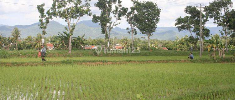 Tanah Sawah Luas 2004 Meter Persegi Lokasi Dekat RSUD Tjokronegoro Purworejo 1