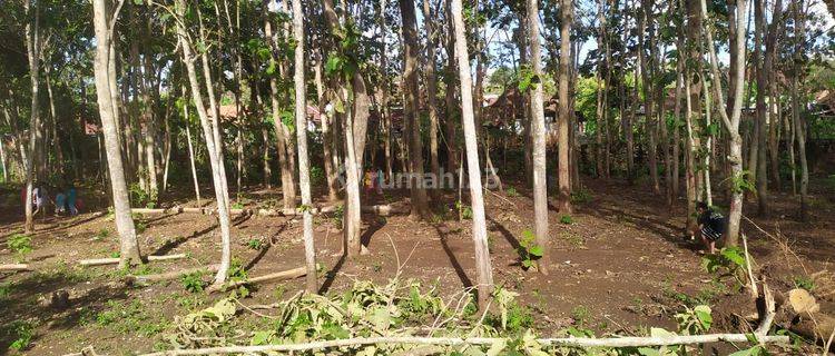 Dijual Tanah Bonus Pohon Jati Lokasi Strategis di Daerah Paliyan Gunung Kidul  1