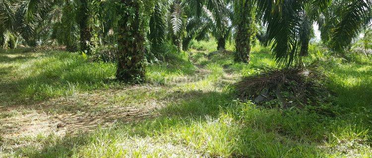 :Di jual cepat tanah perumahan.murah damasraya sumatera barat 1
