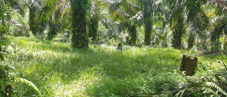 ,Di jual cepat kebun sawit murah damasraya sumatera barat 1