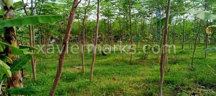 Lahan Zona Perkebunan Dan Pertanian Brebes 3.050 Hektar ..xm971 1
