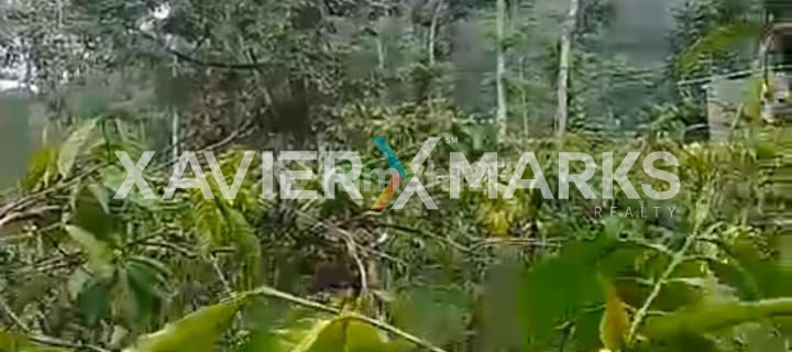 Tanah Kebun Kopi Produksi lokasi Temanggung 1