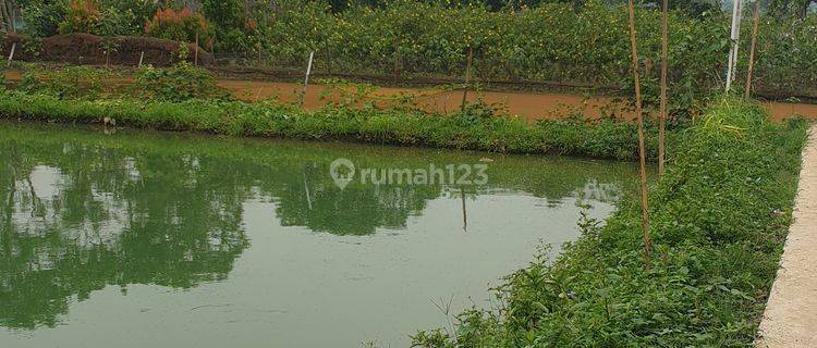 Dijual Cepat Tanah Empang 1600m2 Ciseeng Bogor 1