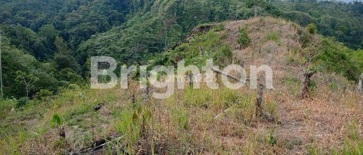 LADANG KEBUN DURIAN BIBIT MALAYSIA 4HA USIA 2,5 THN SUBUR 400 POHON 1