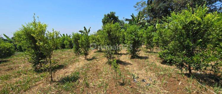 Tanah Kebun Jeruk Di Kawasan Cugenang Kab Cianjur  1