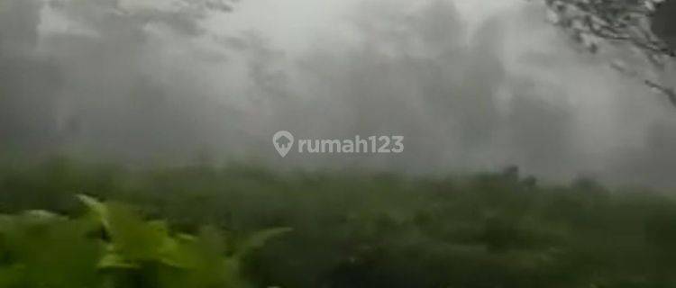 Tanah SHM LT 7,1 Ha Murah Kebun Teh Bawang Wonosobo Dieng 1