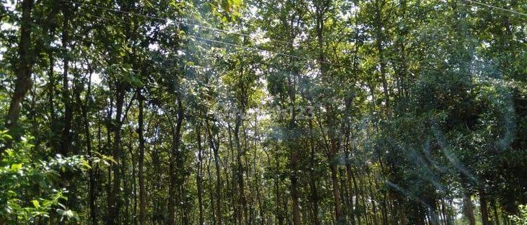 Tanah Kebun Jati Potensial di Subang Cocok Untuk Investasi 1