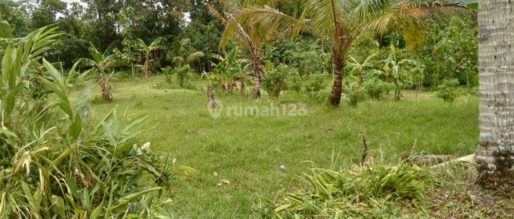 Tanah subur tepi jalan aspal sambipitu 1