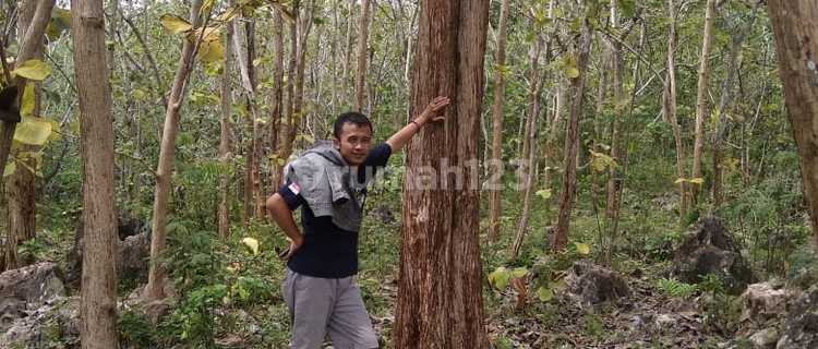 Dijual kebun + kebun jati 1