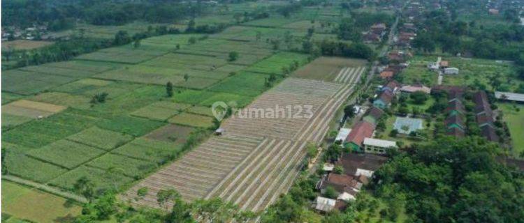 Di Jual Tanah Luas area Sawah di Lumajang Jawa Timur 1
