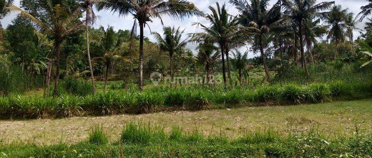 Dijual Tanah Murah View Alam Pedesaan Dekat Kampus Uny Yogyakarta 1