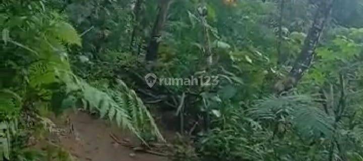 Dijual Tanah Murah Dekat Daerah Wisata Goa Kiskendo Yogyakarta + Bonus Pohon Sengon 1