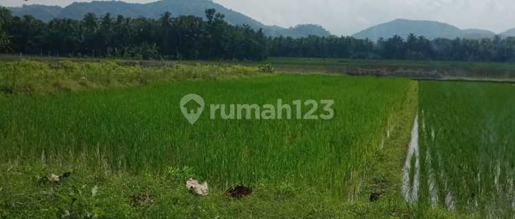 Dijual Tanah Murah View Sawah Dan Bukit Menoreh Timur Bandara Yogyakarta 1