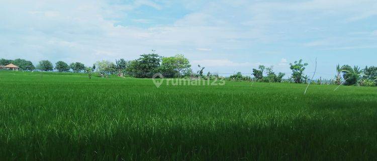 Lahan 34,5 Are Aspek Perumahan Lokasi Lovina Buleleng 1