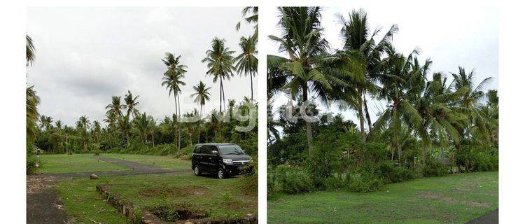 TANAH KAVLING DESA CELUKAN BAWANG GEROKGAK 1