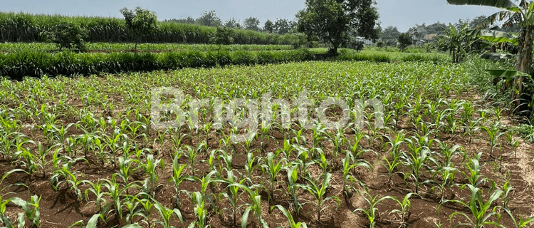 TANAH SAWAH - PERUMAHAN MURAH AREA SRAGEN 1