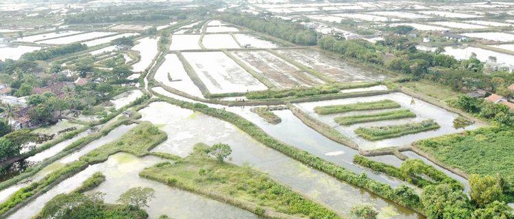 Tanah Utk. Industri, Lt. 8227, Lebar 87.5, Shm, Sukajaya, Pontang 1