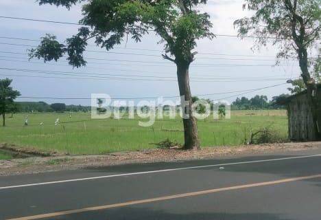 TANAH SAWAH GENDING PROBOLINGGO NOL JALAN PROPINSI / NASIONAL 1