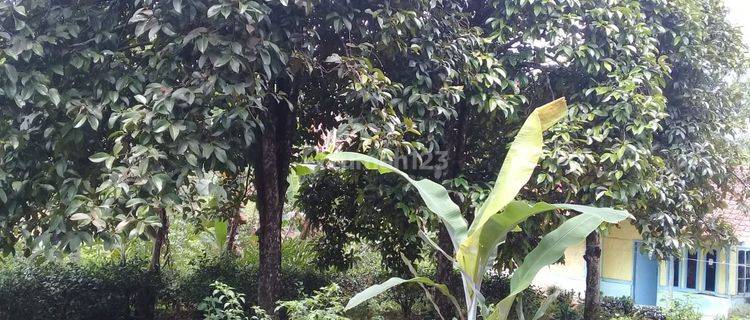 Tanah Kebun Teh dan Manggis Dijual Murah di kampung Darangdan Purwakarta 1