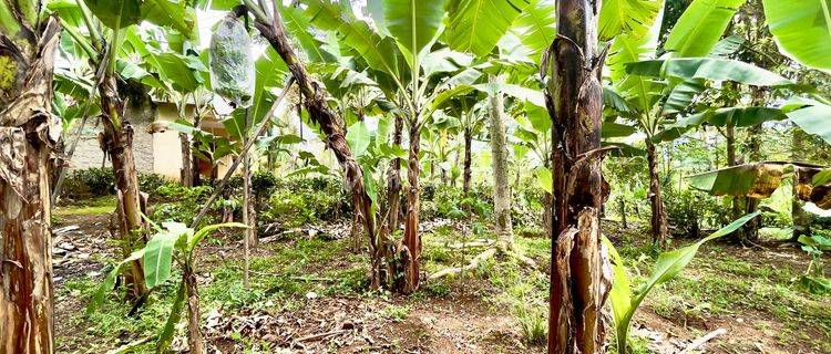 Tanah Kebun Pisang Dan Cengkeh Pinggir Jalan Daerah Dingin Purwakarta 1