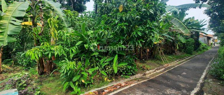 Tanah Kebon Murah Dekat Pasar Wiradesa Pekalongan 1