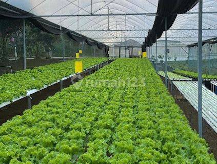 Ruang Usaha/Farm Sayur Hidroponik Super Luas Di Kabupaten Semarang 1