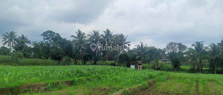 Sawah murah setrategis perek Gili perek area pasar 1