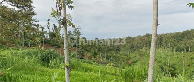 Dijual Tanah Kebun Wonosalam Jombang Harga Nego  1