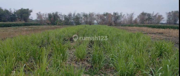 Dijual Tanah Sawah Jetis Mojokerto Harga Nego  1