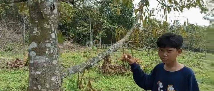 Tanah Kebun Durian Di Jual 1