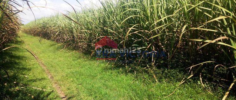 Tanah Luas 2.760 Di Ngadiluwih Kabupaten Kediri, Diapit 2 Jalan Timur Dan Barat 1