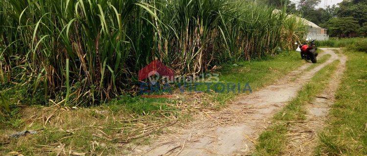 Tanah Sawah Sangat Luas Di Kembangan, Ngasem, Kab Kediri 1