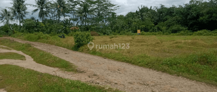 Tanah Jl Raya Ciruas Petir Siap Bangun 1