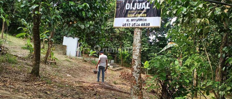 Tanah Kebun Harga Miring Pabuaran Ciomas 1