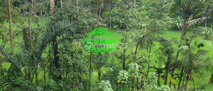 Land for Sale Kelusa Location 1