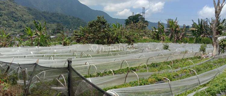 Tanah di Desa Pancasari Kec Sukasada, Buleleng SHM 1