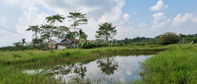 Dijual Tanah SHM Ex Kebun Kelapa Sawit Harga Nego di Jembatan Mas, Jambi 1