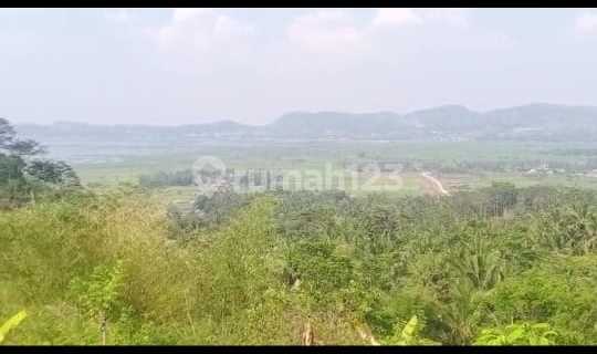 Large Area of Durian Orchard Land in Banyubiru, Semarang Regency 1