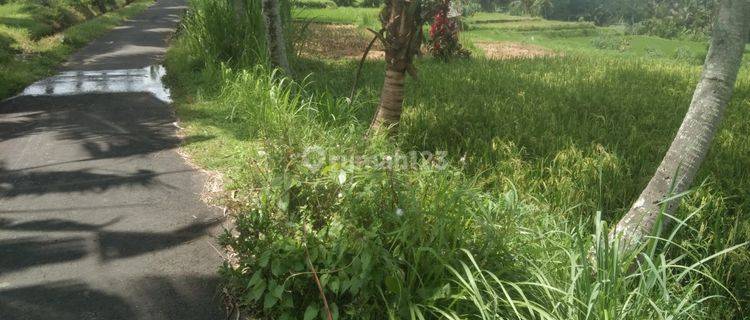 Disewakan/Dikontrakan sebidang tanah persawahan cocok untuk villa lokasi pejeng kaja tampak siring los sungai luas 1 hektar 1