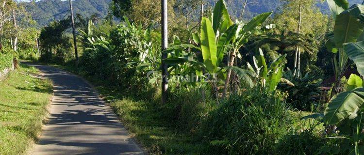 Dijual Kebun Lokasi Pinggir Jalan Utama Pelaga Petang Badung View Pegunungan 1