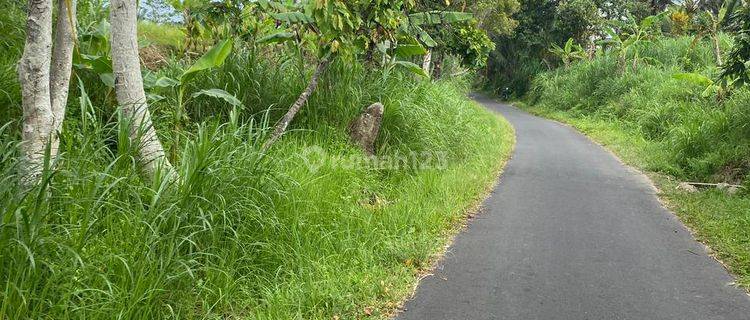 Dijual Sebidang Sawah Lokasi Desa Baru Kecamatan Marga Tabanan Akses Jalan Mobil Aspal 1