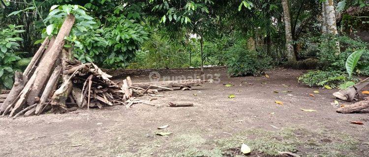 Dijual Tanah Pekarangan Masih Asri Di Seyegan Sleman Yogyakarta. 1