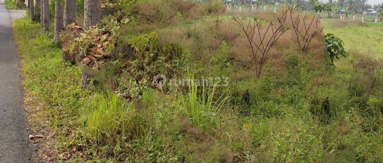 Dijual Tanah Sawah Strategis di Seyegan Sleman 1