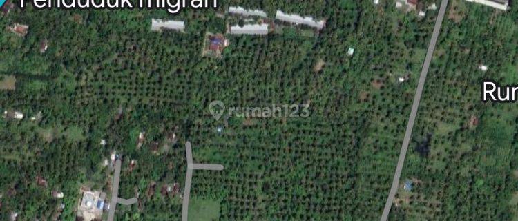 Land for sale near Gilimanuk Beach Singaraja Buleleng Bali 1